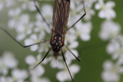 Nephrotoma pratensis