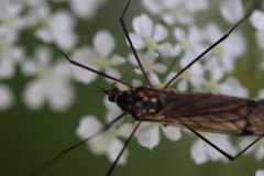 Nephrotoma pratensis