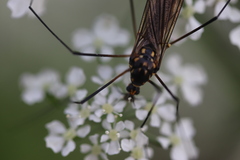 Nephrotoma pratensis