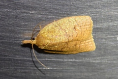 Sparganothis distincta