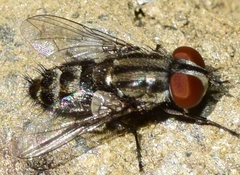 Miltogramma taeniata