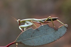 Trachymantis dentifrons