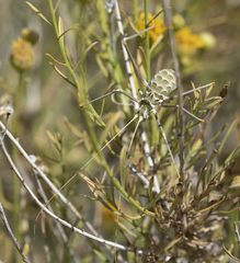 Arethaea brevicauda