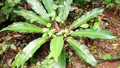 Philodendron wendlandii