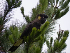 Zanda funerea xanthanota