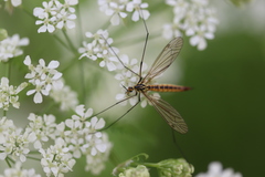 Nephrotoma submaculosa