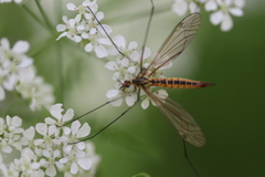 Nephrotoma submaculosa