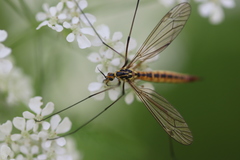 Nephrotoma submaculosa