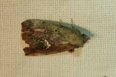 Hypsoropha hormos