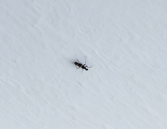 Tachydromia annulimana