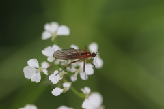 Empis stercorea