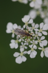 Empis stercorea