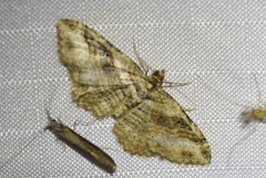 Costaconvexa
