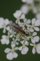 Empis stercorea