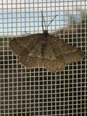 Isturgia murinaria