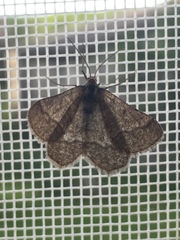 Isturgia murinaria
