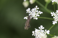 Nephrotoma pratensis