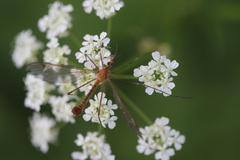 Tipula lunata