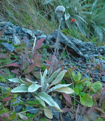 Craspedia lanata elongata