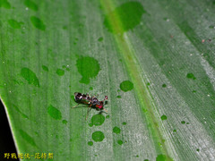 Teleopsis quadriguttata