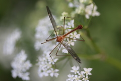 Tipula lunata