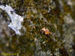 Papirioides jacobsoni