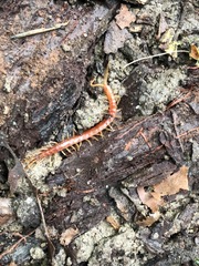 Scolopocryptops spinicaudus