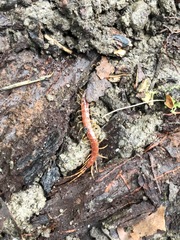 Scolopocryptops spinicaudus