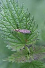 Nephrotoma submaculosa