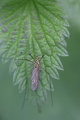 Nephrotoma submaculosa