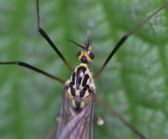 Nephrotoma submaculosa