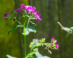Pericallis × hybrida