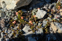 Gaultheria nubicola