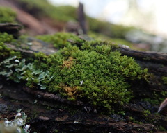 Zygodon viridissimus