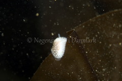 Onchidoris muricata