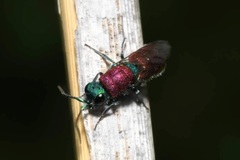 Chrysura dichroa