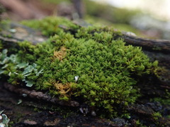 Zygodon viridissimus