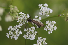 Nephrotoma pratensis