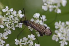 Nephrotoma pratensis