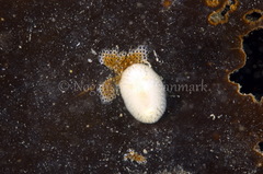 Onchidoris muricata