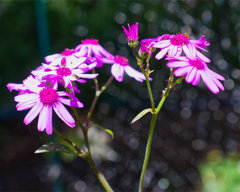 Pericallis × hybrida