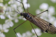 Nephrotoma pratensis