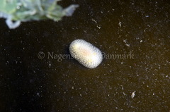 Onchidoris muricata