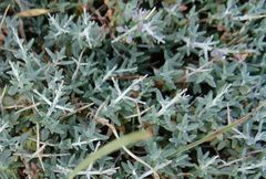 Teucrium subspinosum