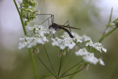 Nephrotoma pratensis