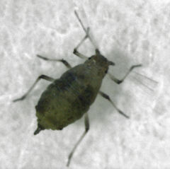 Neophyllaphis totarae