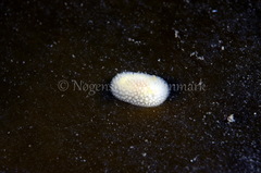 Onchidoris muricata