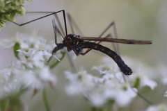 Nephrotoma pratensis