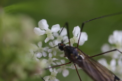 Nephrotoma pratensis