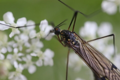 Nephrotoma pratensis